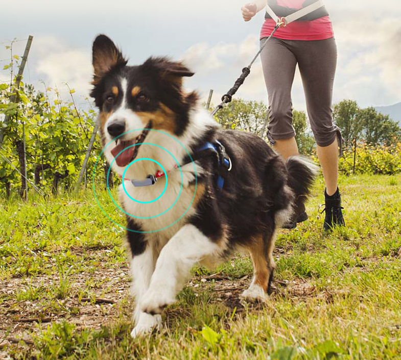 GPS Pet Tracker Collar — Real-Time Dog Location Tracking