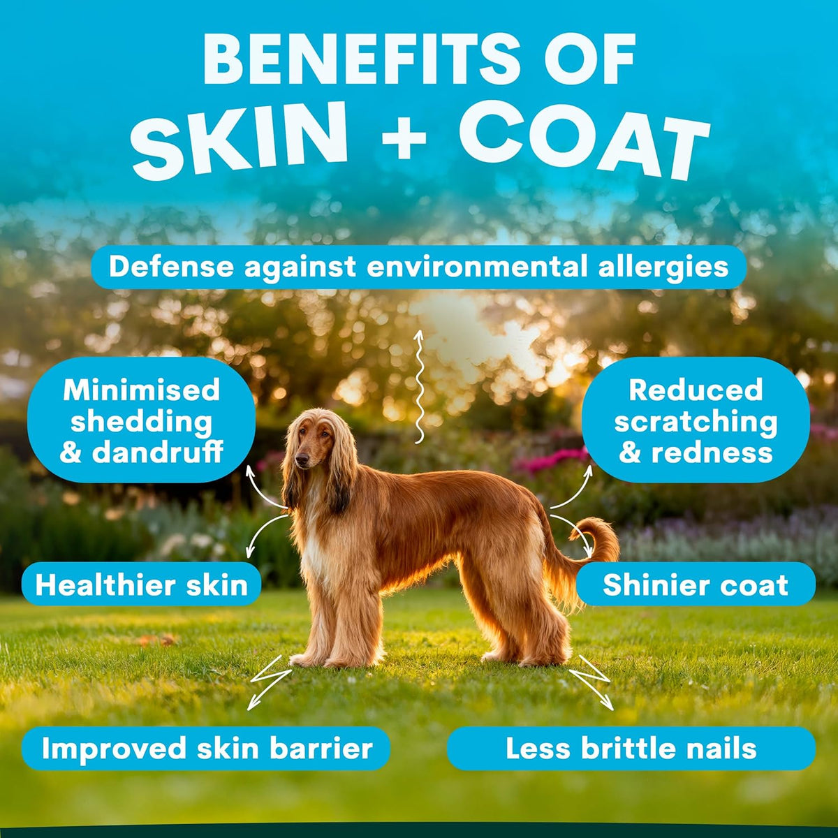 Dog Skin and Coat Supplement with Omega 3