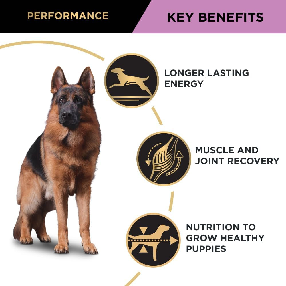 Adult Dry Dog Food Chicken 20Kg